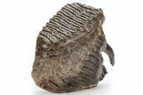 Fossil Woolly Mammoth Lower M Molar - Siberia #238753-2